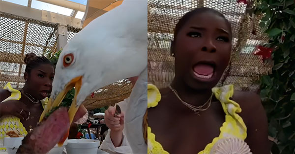 Pulëbardha vjedh biftekun që kushton 100 euro