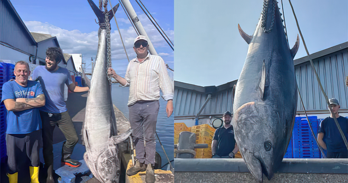 Kapet peshku gjigant në Angli, ushqen 1000 persona