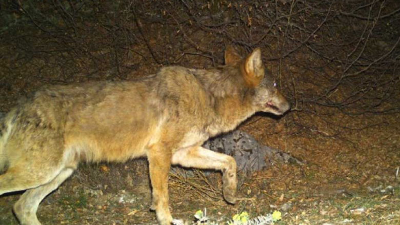 Një fëmijë sulmohet nga ujku në oborrin e shtëpisë në Shtërpcë