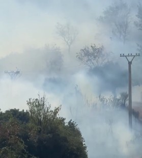 Shkrumbohen vreshta e ullinjë në Vajzë të Vlorës, qytetari shuan zjarrin me shkurre