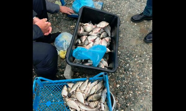 Aksion në tregun e Gjakovës, konfiskohet peshk i paligjshëm – shitej jashtë sezonit