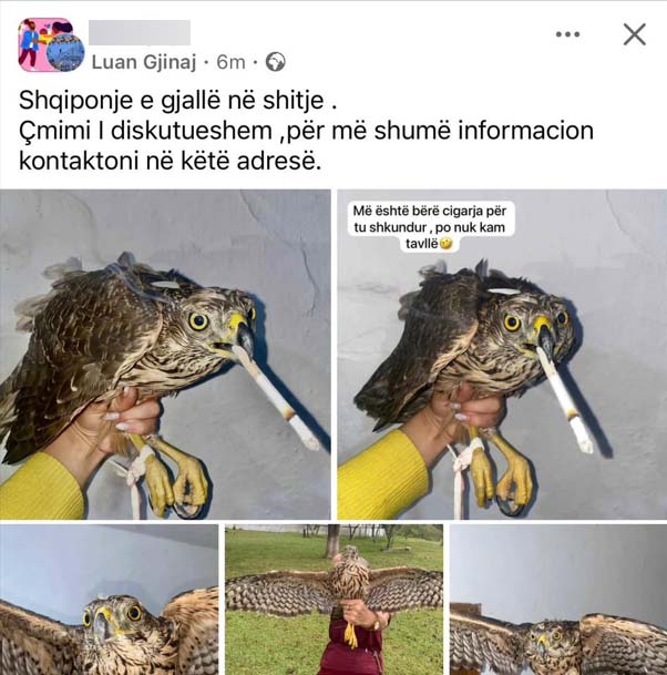 Me këmbën të lidhur dhe cigaren në sqep, Luani nxjerr në shitje shqiponjën në rrjete sociale