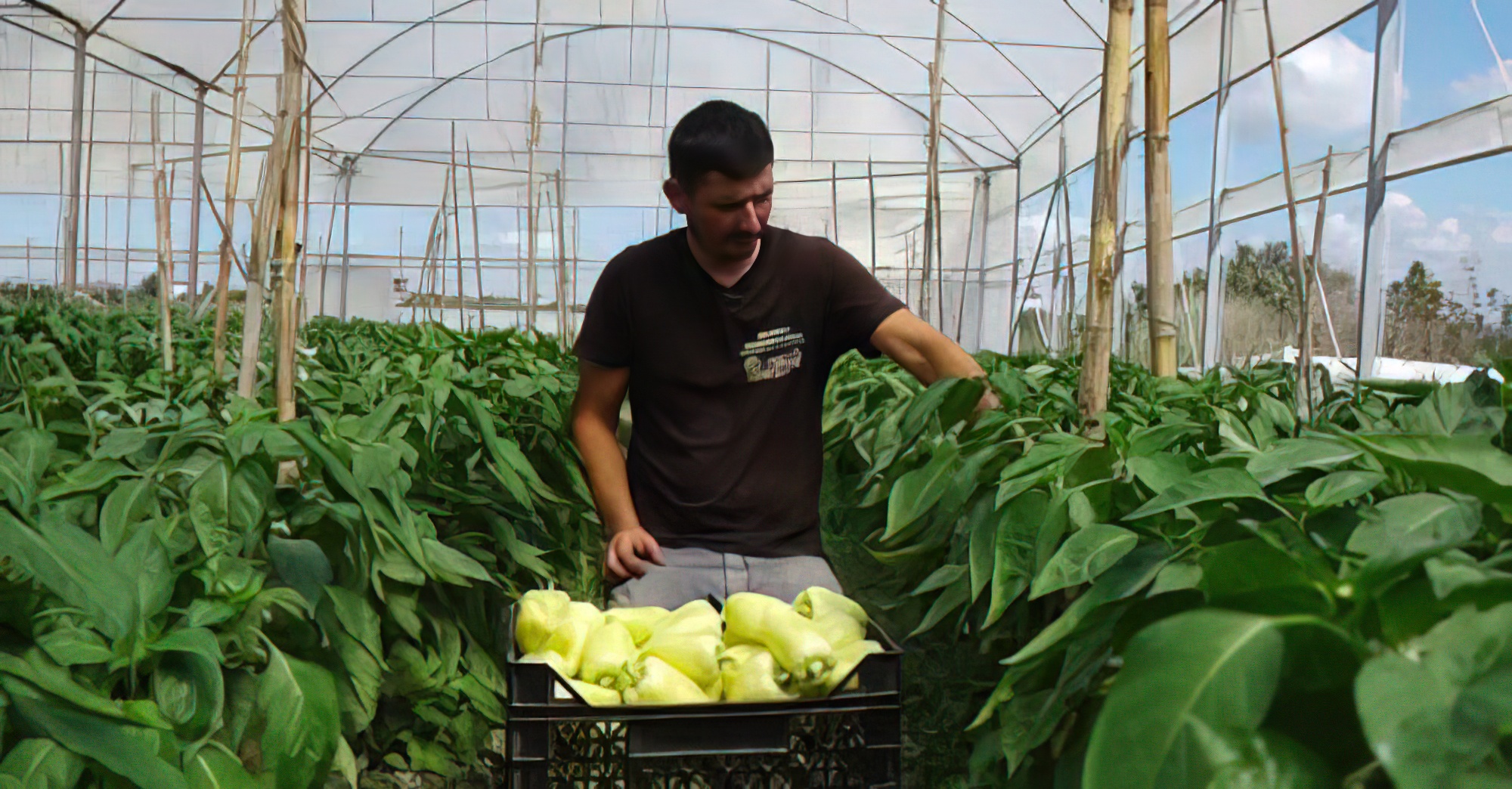Bllokimi i specave me pesticide në Slloveni godet bujqët në Lushnje, prodhimi nuk shitet