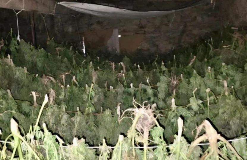 Konfiskohen mbi 500 kg lëndë narkotike në një stallë, në një fshat të Suharekës