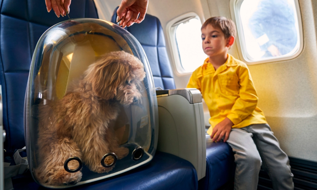 Udhëtim me qentë në kabinën e avionit? Italia e bën realitet për kafshët mbi 10 kg