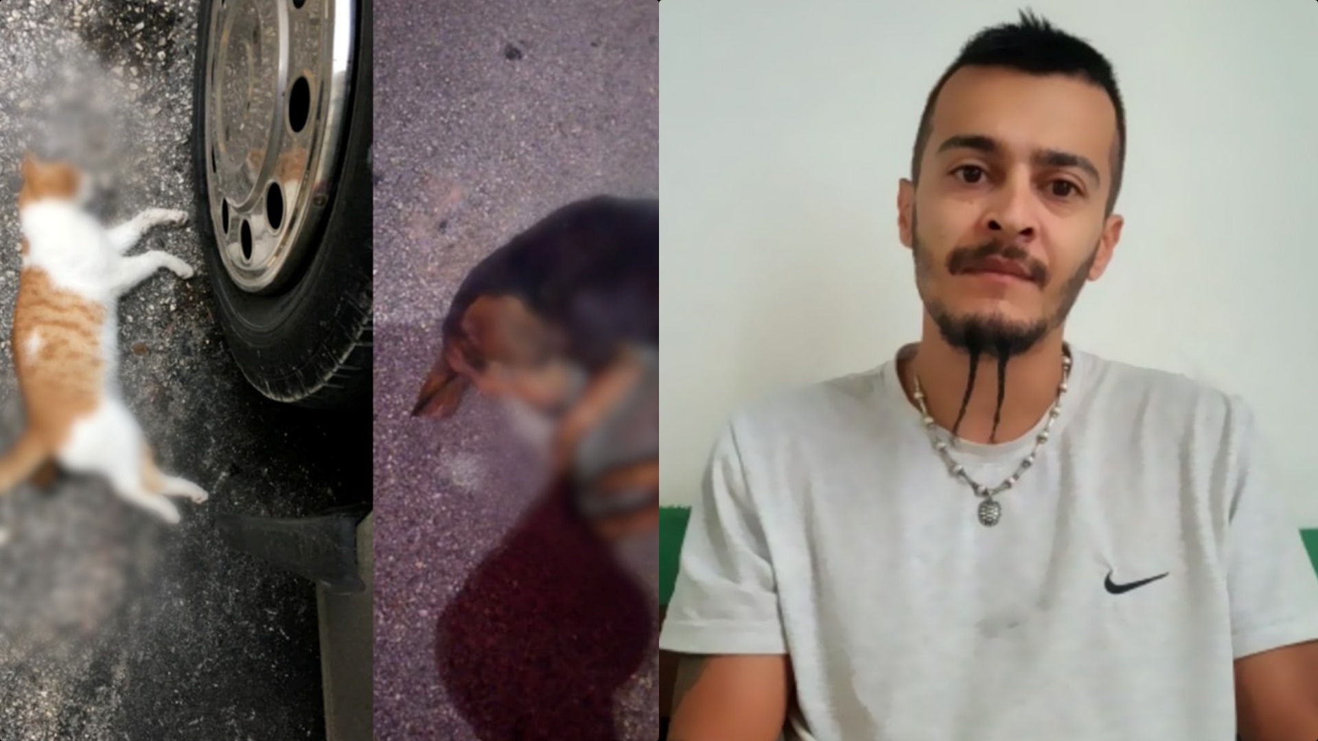 Helmimi i kafshëve në Gjirokastër, aktivisti: I kemi me pamje, dyshojmë te bashkia