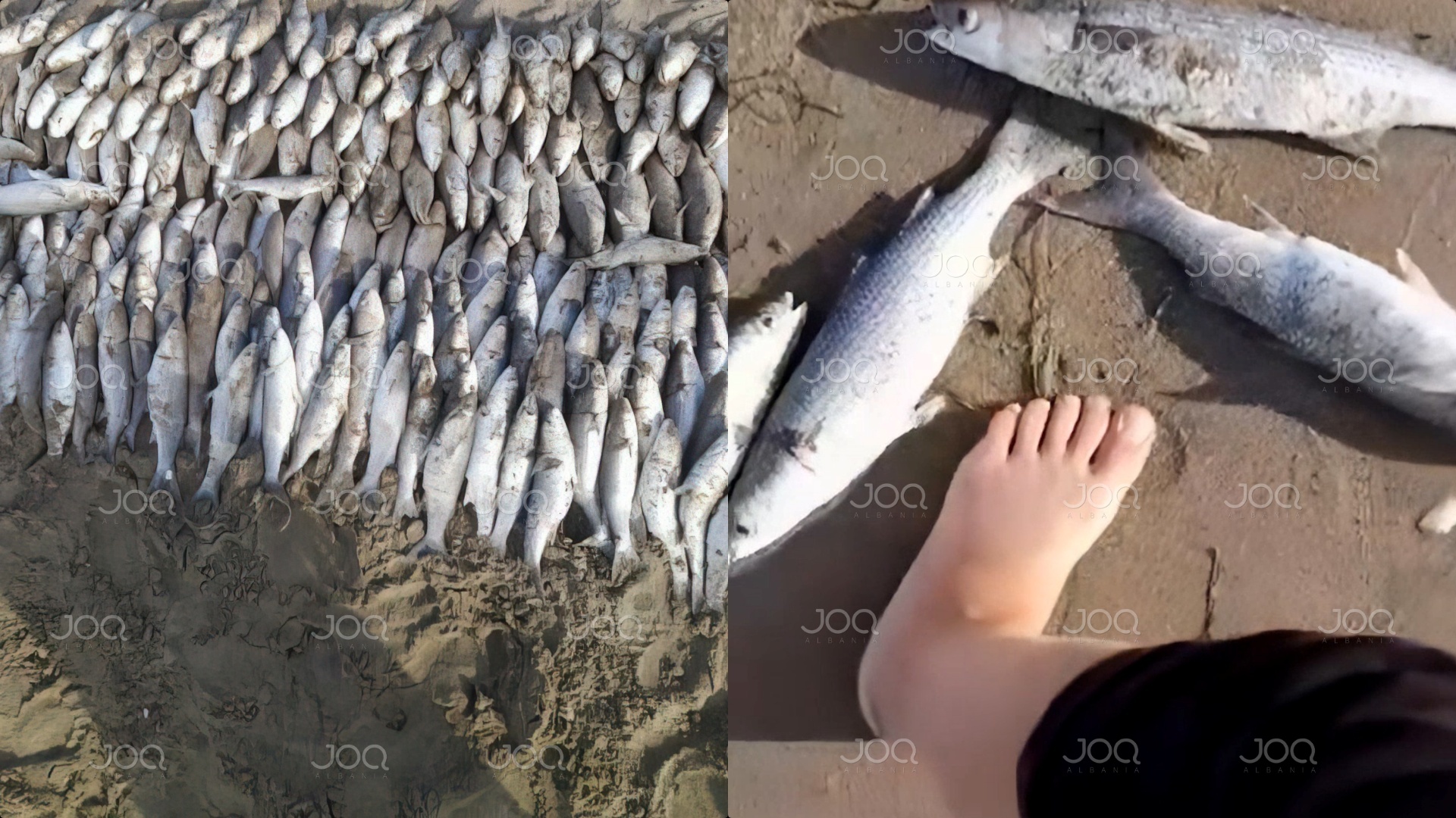 Masakër mjedisore në Rrushkoll, bregdeti plot me peshq të ngordhur