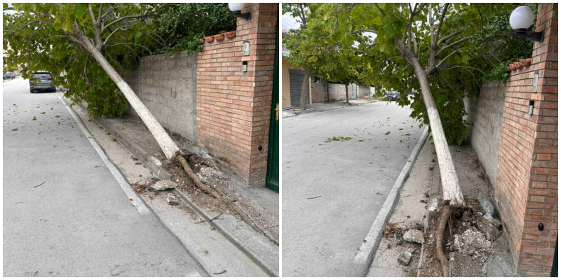 Fadroma shkul pemën në trotuar, qytetari kërkon ndihmë për gjetjen e shoferit