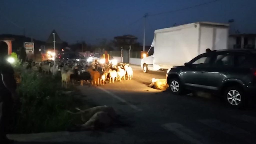 Makina merr përpara tufën e bagëtive në Maliq, ngordhin 15 krerë