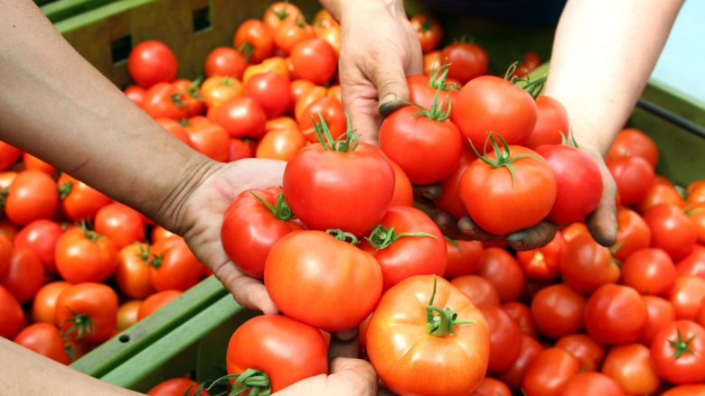 8 ton domate me pesticide, inspektorët e AKU manipuluan faktet dhe s’morën masa