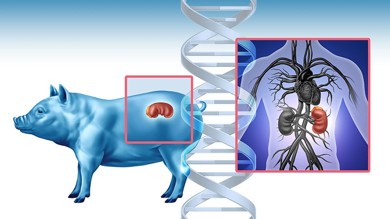 Nga derri te njeriu: Nisin testimet e para për transplantet e veshkave