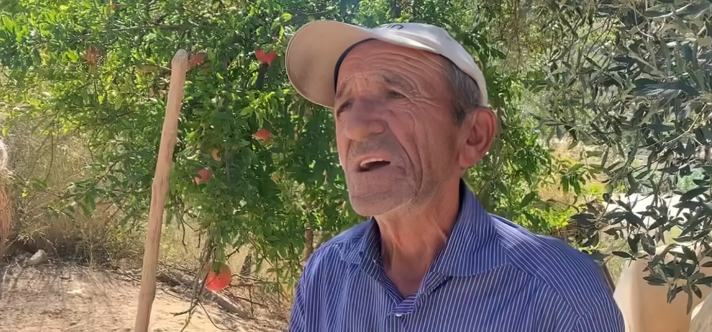 Ujku ha 68 krerë dele e dhi në Lushnje, bariu në lot: Mbaja familjen me to