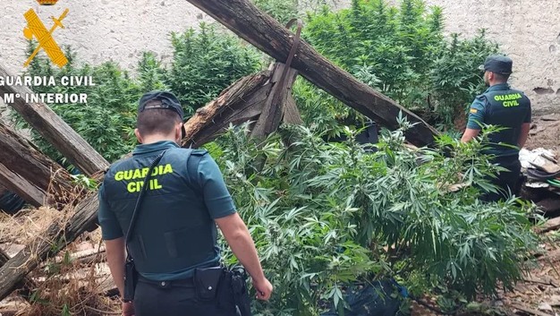 Kultivonin dhe shpërndanin drogë, arrestohen në Spanjë 4 burra dhe një grua