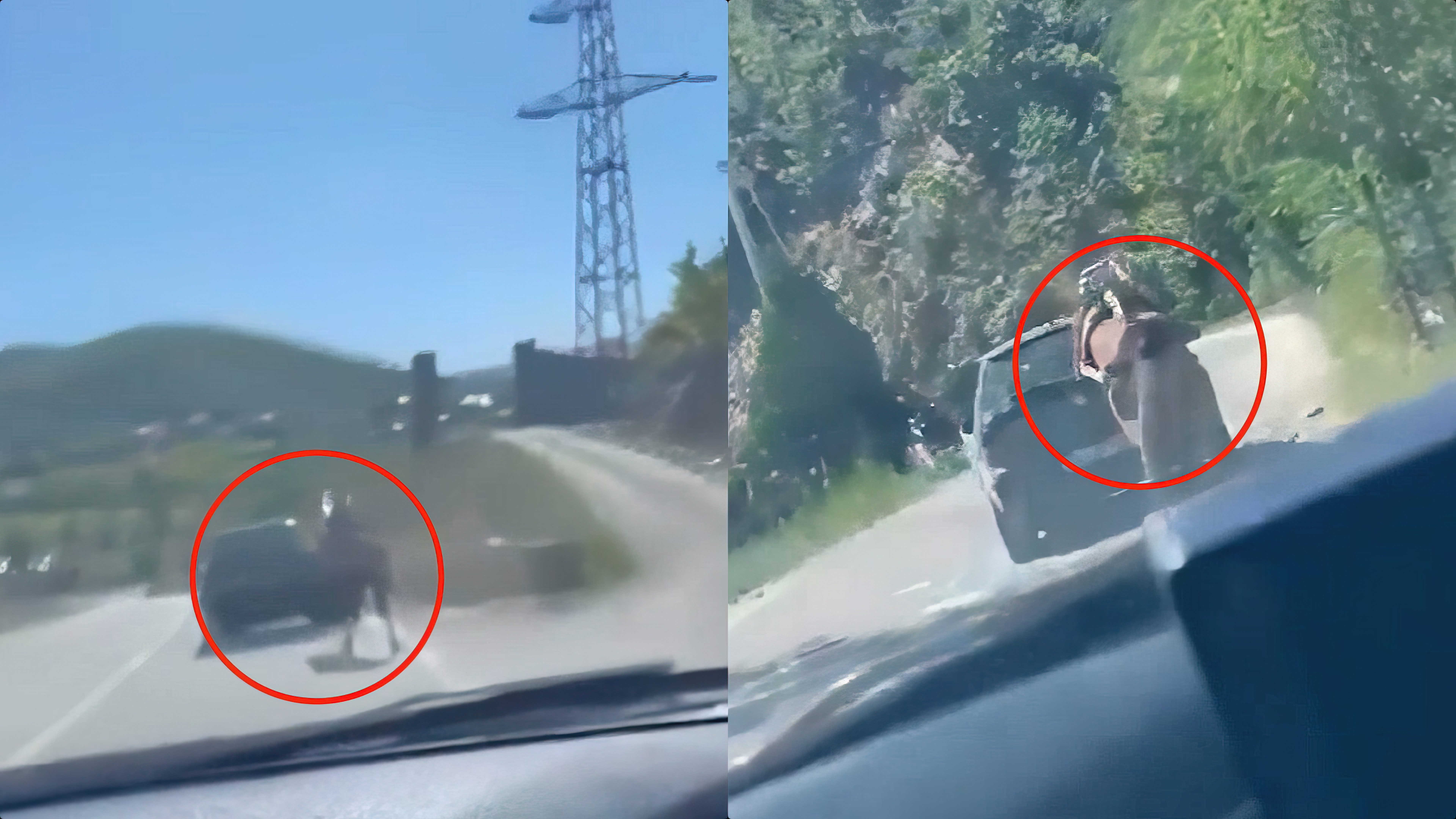 Nuk kanë fund torturat ndaj kafshëve, kali tërhiqet i lidhur pas makinës