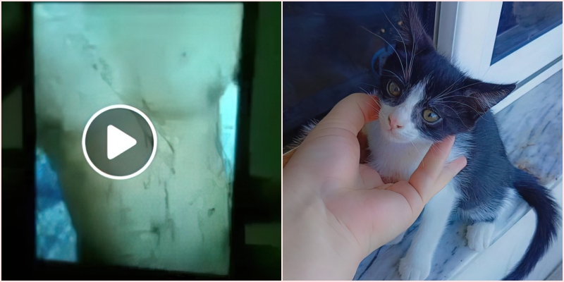 Vajza kërkonte adoptues për macen, djali e ngacmon dhe i dërgon foto intime