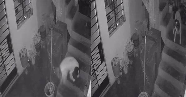 Qeni hero në Peru çaktivizon dinamitin dhe shpëton pronarin