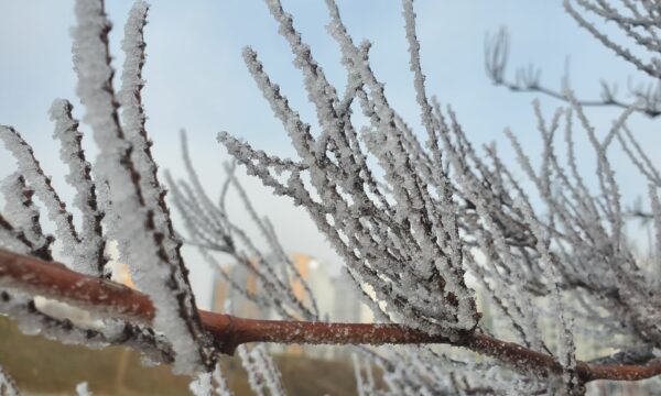 Parashikimi i motit për javën e ardhshme, shi e borë
