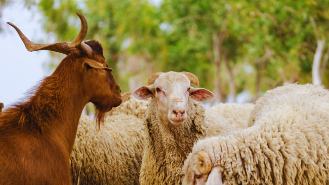 Kosova ndalon përkohësisht importin e kafshëve të gjalla nga Mali i Zi