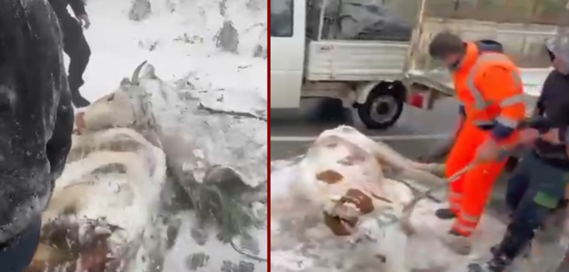 Lopë të mërdhira, borë dhe ngrica, shpëtohen bagëtitë në bjeshkët e Istogut