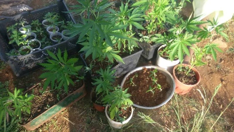 Shoqërohet në polici një burrë në Prishtinë, kishte mbjellë marihuanë në dhomën e tij