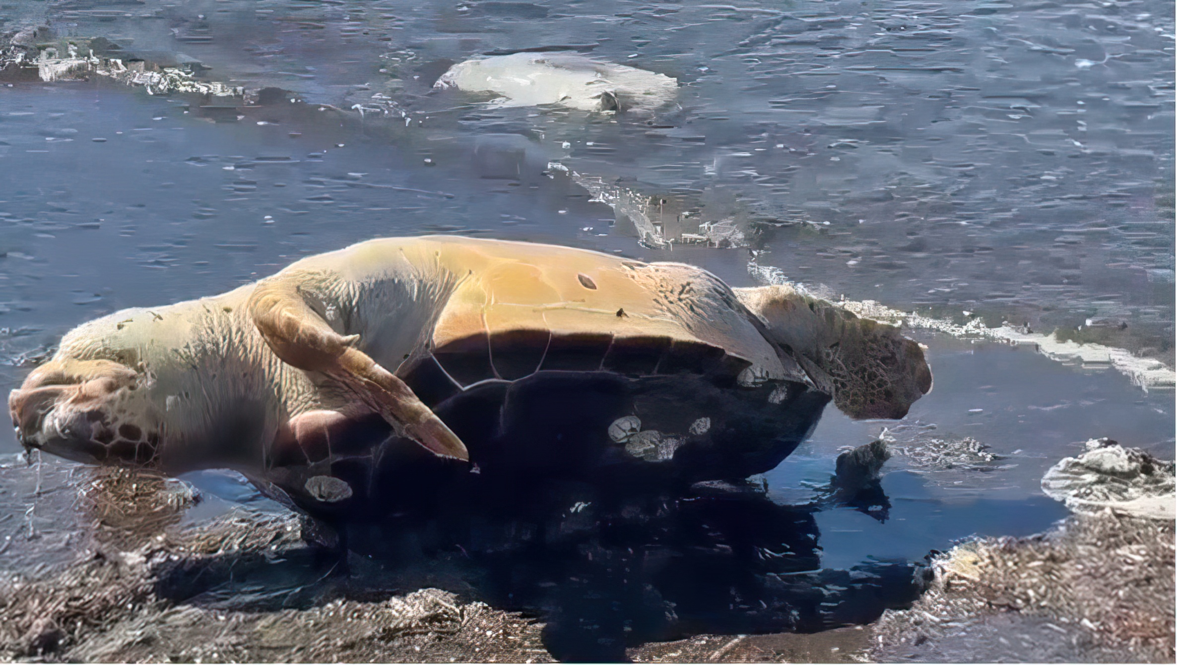 Një breshkë e rrallë gjendet e ngordhur në bregun e Vlorës, shkak mbetejet plastike