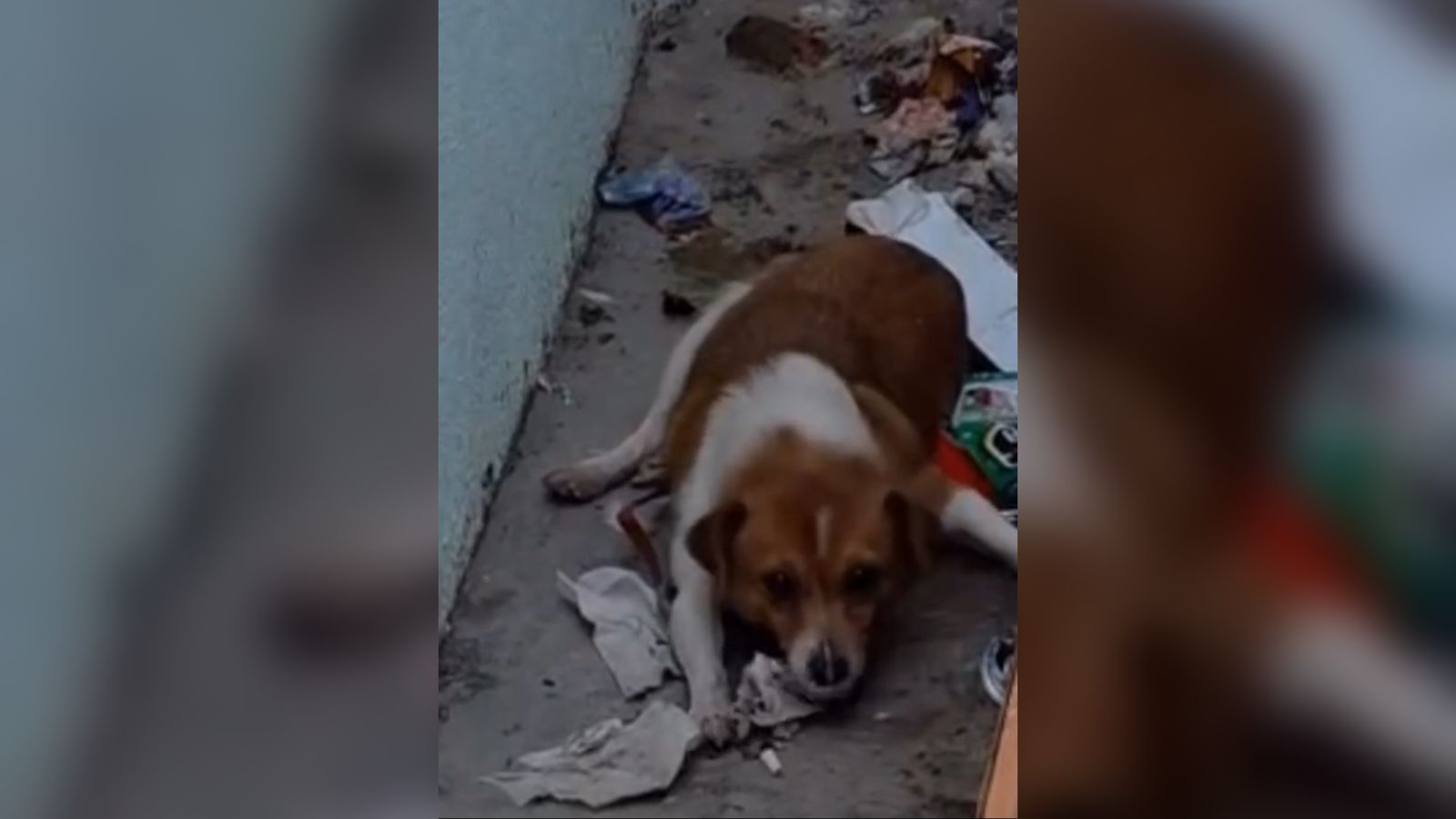 Helmohen masivisht qentë endacakë në Tropojë