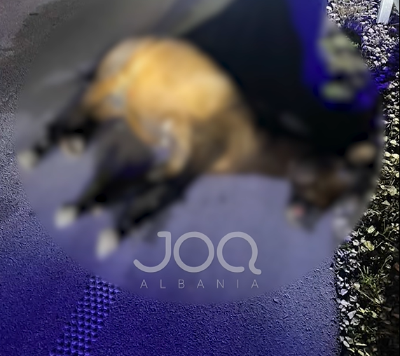 “Makina me shpejtësi skëterrë vrau tre kuaj, drejtuesi ja hodhi paq me një gjobë”