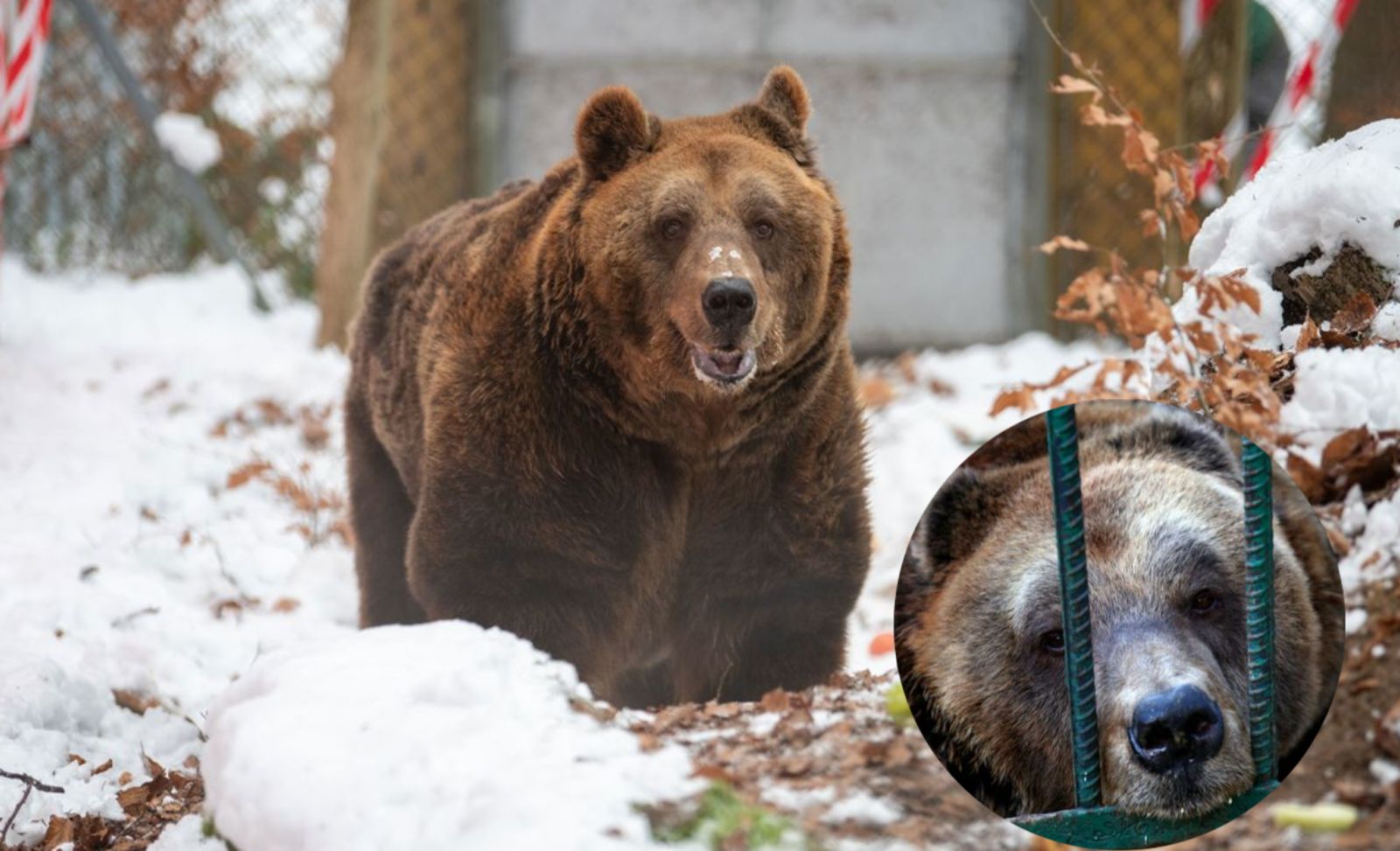 Qëndroi 20 vite i mbyllur në kafazin e një restoranti në Tiranë, ariu Mark ngordh në Austri mbas 3 vitesh liri