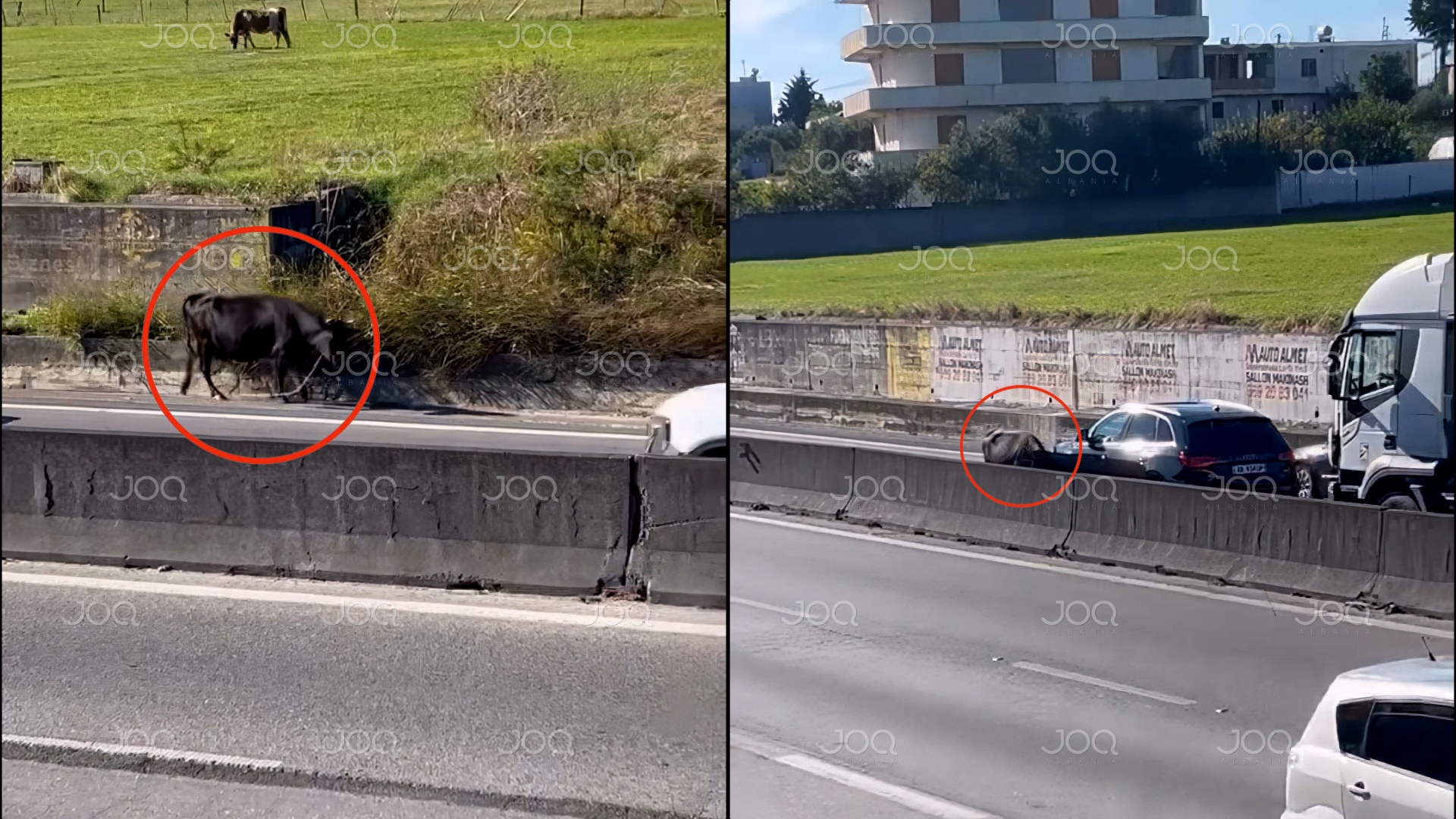 Lopa “kundravajtje” në mes të autostradës, rrezik aksidenti