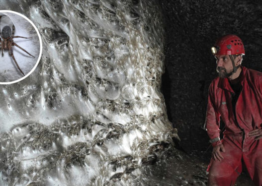 Zbulim shkencor historik: Koloni gjigande merimangash në kufirin Shqipëri–Greqi