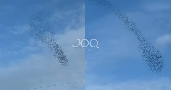 Pamje mahnitëse në Durrës, qindra zogj mbushin qiellin