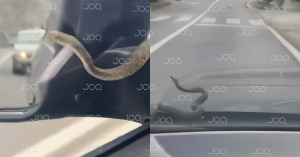 “Pasagjeri” i frikshëm në makinë, gjarpëri lë pa fjalë të rinjtë në Shkodër