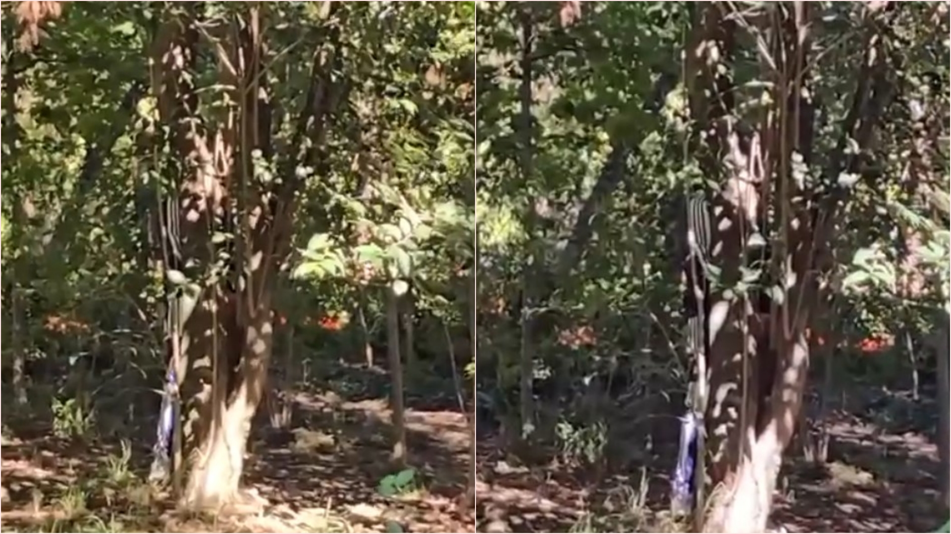 Qytetarët denoncojnë: Burri urinon pranë lodrave të fëmijëve