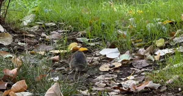 “Shëtisim çdo mbrëmje, por është tmerr buzë Lanës ka shumë minj”