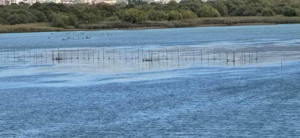 Rikthehen sërish gardhet me rrjeta në liqenin e Shkodrës, peshkatarët: Padrejtësi!