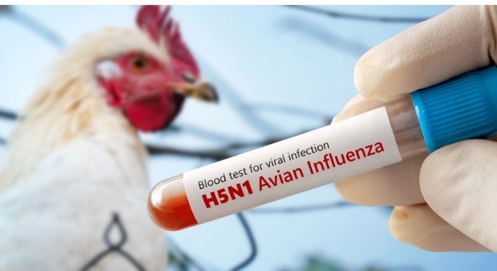 AUV ndalon importin e shpezëve nga disa rajone të Gjermanisë pas rasteve të gripit të shpezëve H5N1