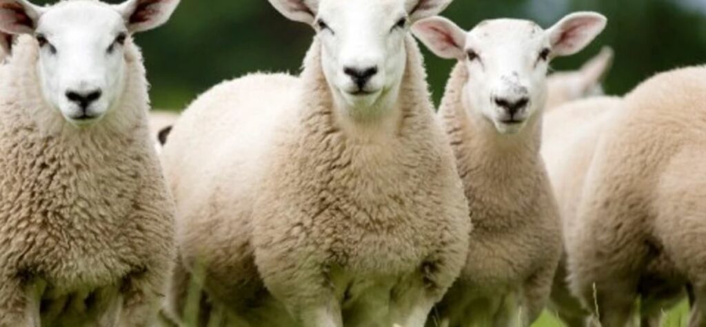 AUV kthen në Shqipëri 485 dele dhe 25 qingja të ndaluara në territorin e Kosovës