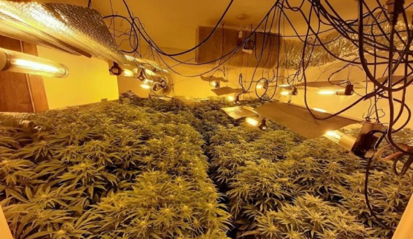 Shqipëria e mbushur me kanabis, Shkodra qarku më “aktiv”