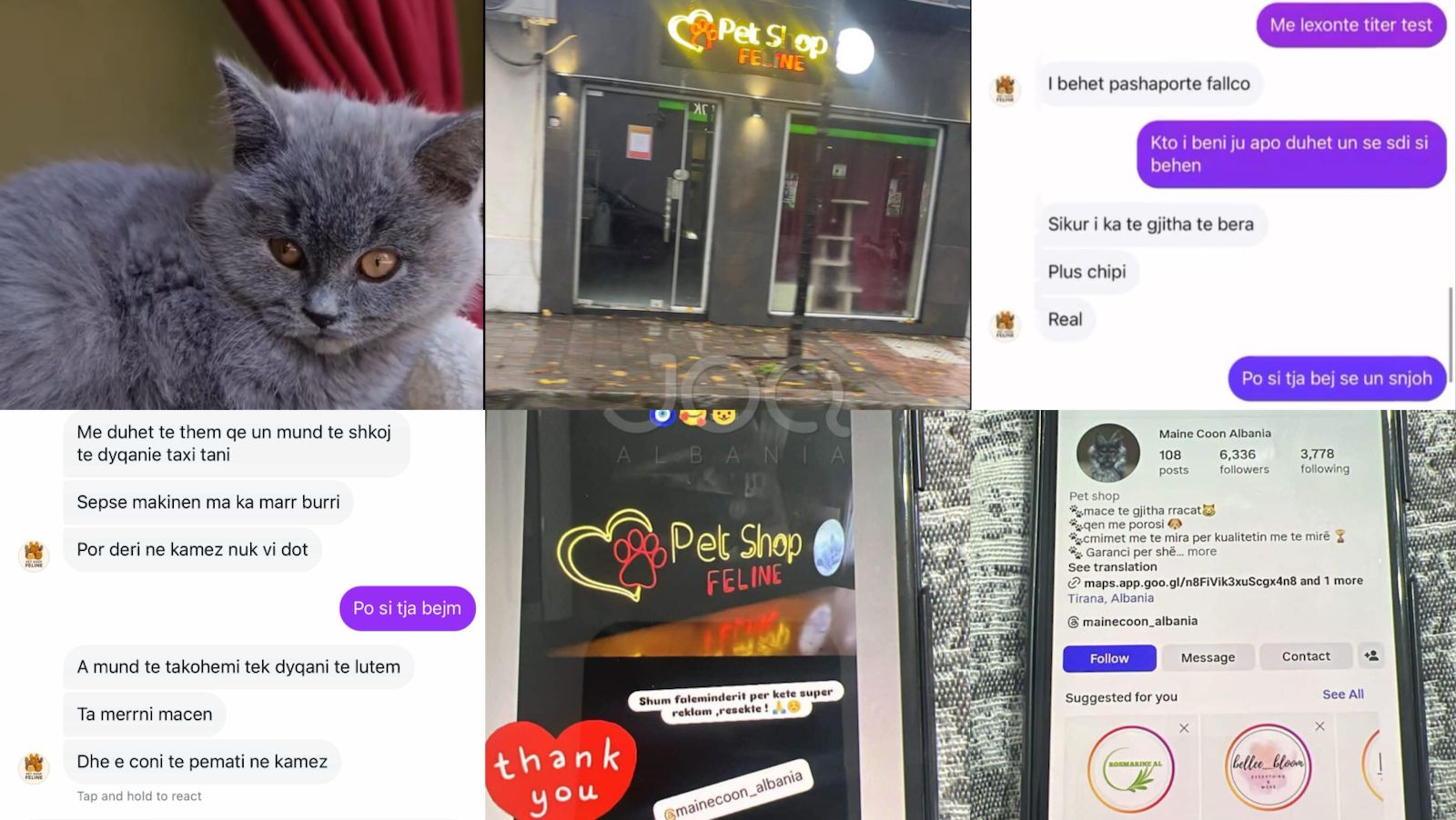 “Maine Coon Albania, Feline Shop”, Më shiti macen me viroza dhe dokumenta fallco, u gjobita 2.000€ në Gjermani
