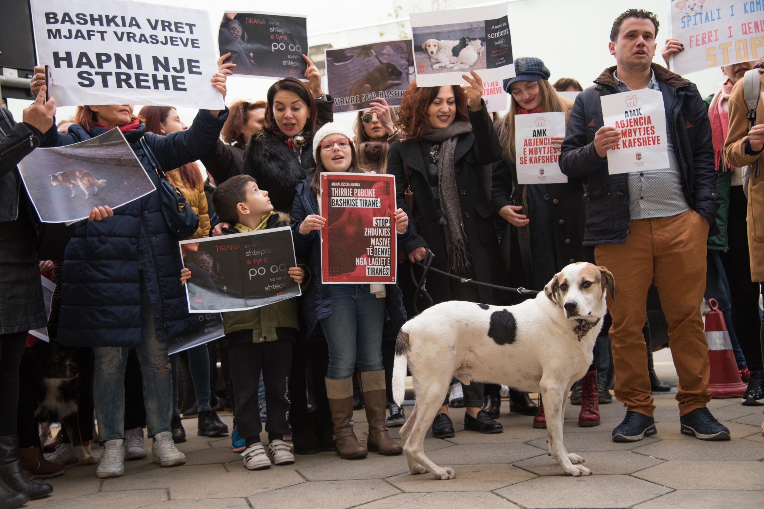 “Mjaft më”! Në 20 Nëntor shqiptarët ngrihen kundër abuzimit me kafshët