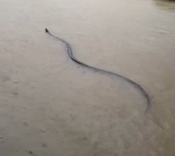 Gjendje e jashtëzakonshme në Tajlandë, gjarpri gjigand shfaqet mes rrugëve të përmbytura