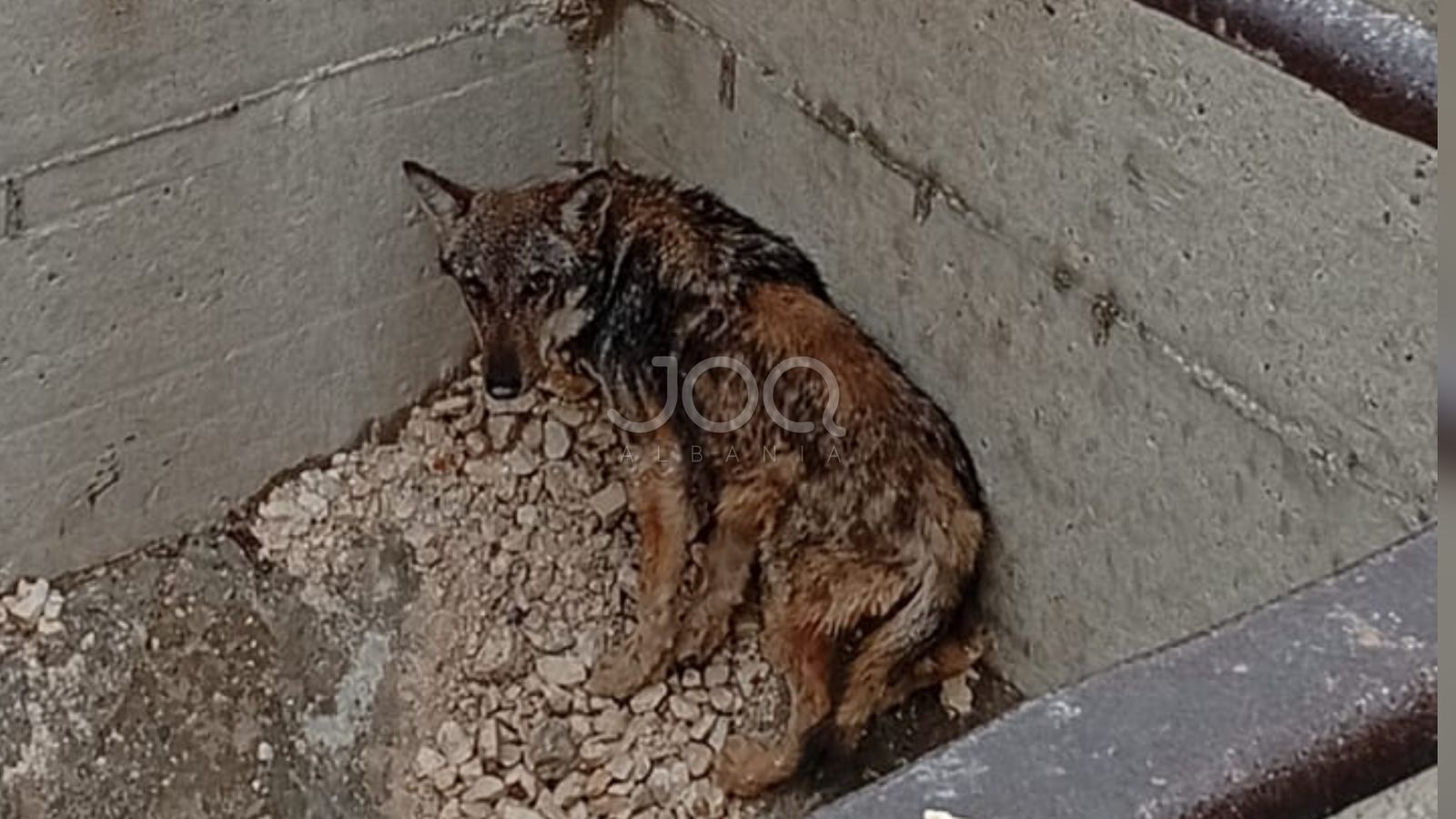 Ujku bie në lavatriçen e zhavorrit në Drashovicë