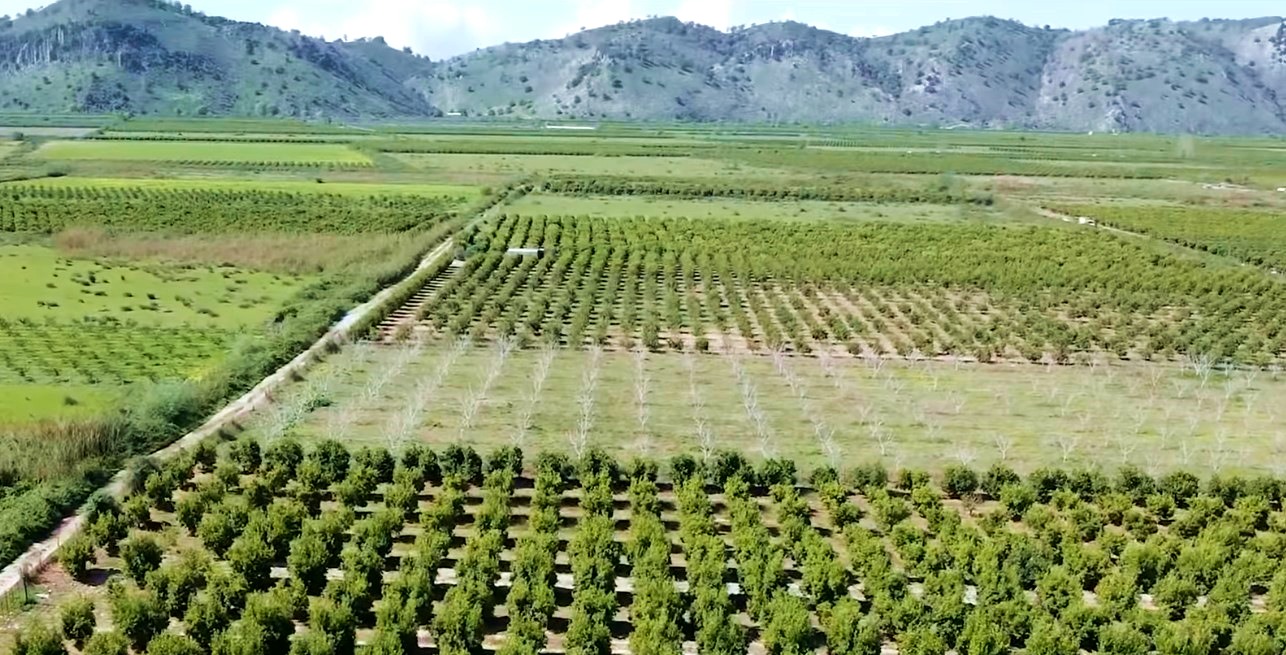 Kriza në Konispol  Mandarinat mbeten në degë pas lajmeve për pesticide