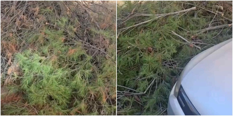 Punëtorët e bashkisë Tiranë lënë punën në gjysmë: Degët e pemëve të prera prej ditësh në trotuare