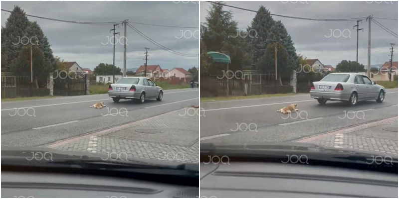 Makina në lëvizje  shkodrani tërheq zvarrë në rrugë qenin e tij