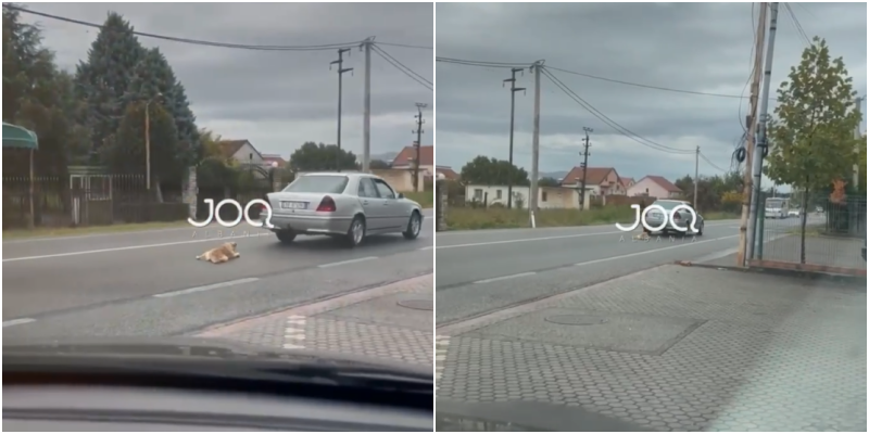 Identifikohet shkodrani që tërhoqi zvarrë qenin  i sekuestrohet edhe makina