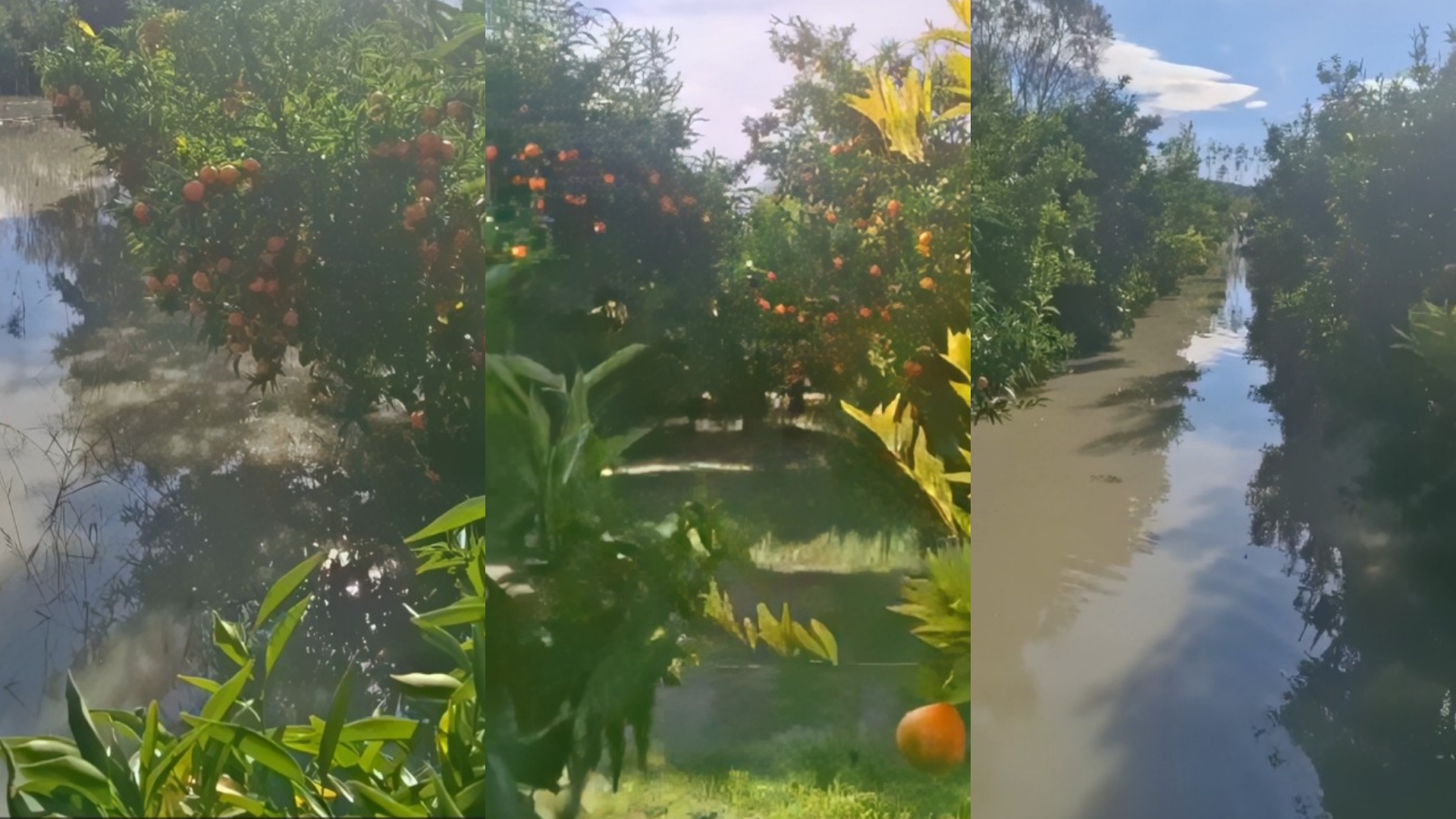 Mandarina e Hingës 7 ditë në ujë, anjë masë nga Bashkia