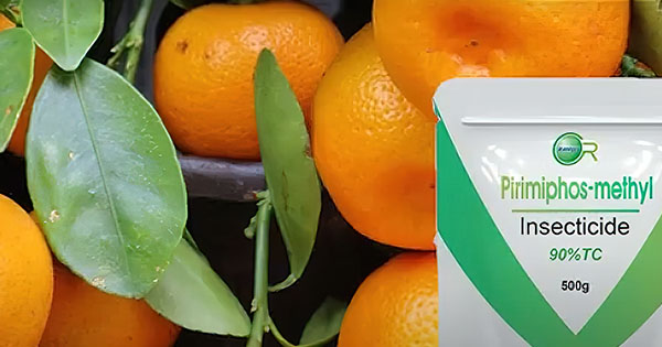 Mandarina me pesticide në Tiranë  700 kg pa origjinë  autoritetet pa gjurmë