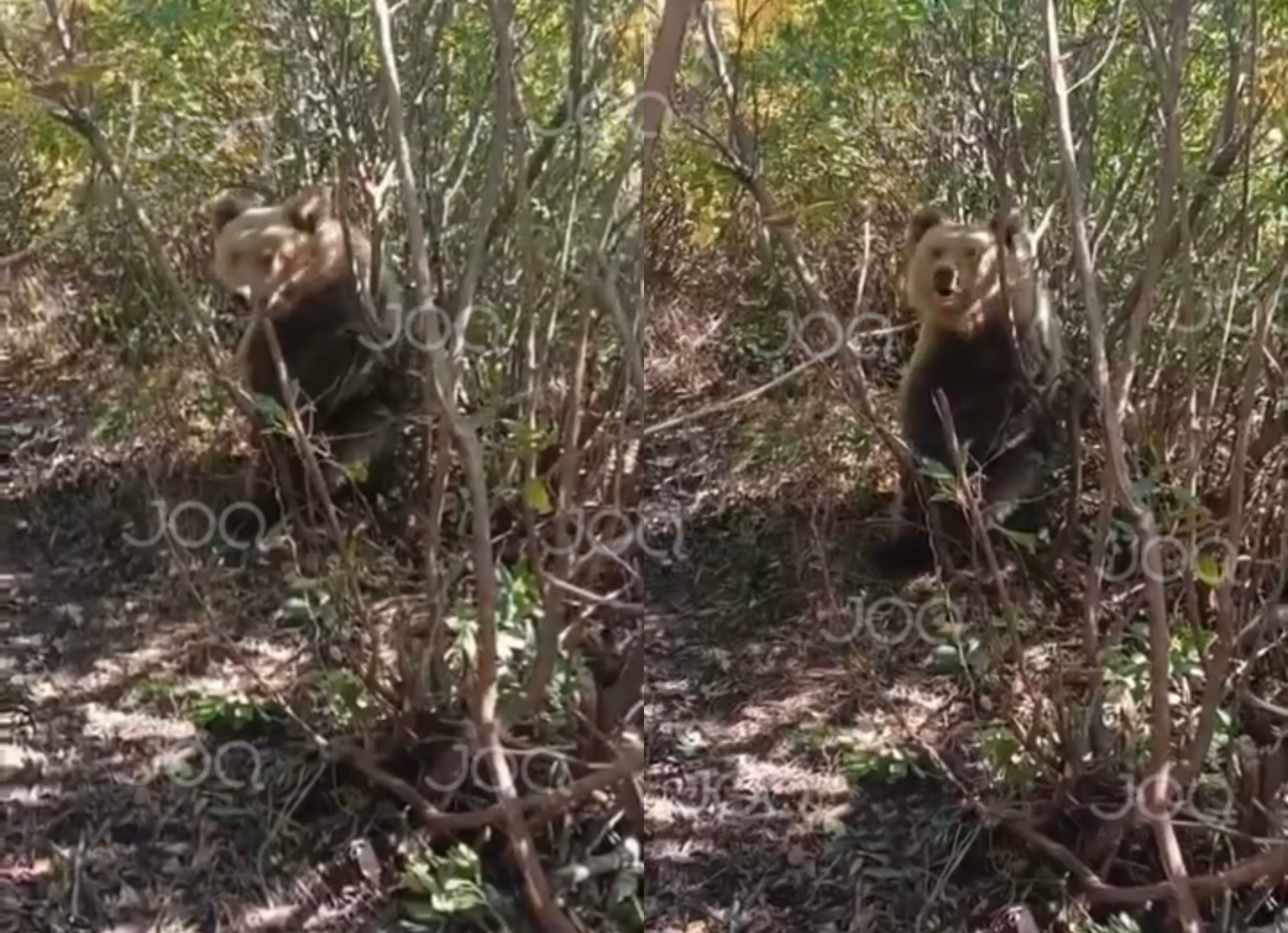 Ariu i murrmë bie në çarkun e gjuetarëve të paligjshëm, prej 7 ditësh i lidhur