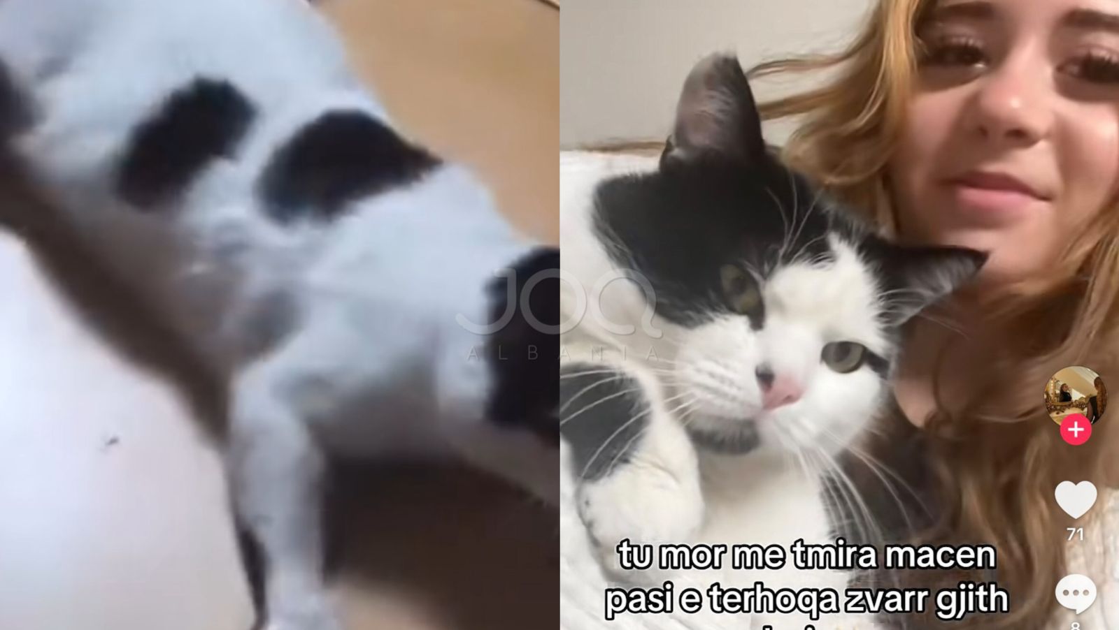 Rikthehet “psikiatria” e TikTok: Vajza tërheq macen zvarrë për klikime